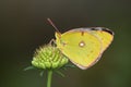 Yellow butterfly (Colias hyale)