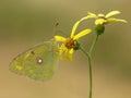 The yellow butterfly Colias hyale on a forest flower