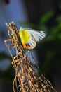 A Yellow Butterfly Delias Periboea is perched on a branch of the tree