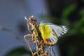 A Yellow Butterfly Delias Periboea is perched on a branch of the tree