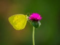 Yellow butterfly