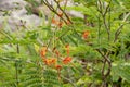 Yellow butterfly is feeding on red flowers in Brazil Royalty Free Stock Photo