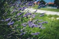 The yellow butterfly feeds on lavender flowers, the Lepidoptera butterfly