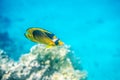 Yellow butterfly fish floating in the red sea. Royalty Free Stock Photo