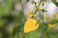 Yellow butterfly at flower garden morning