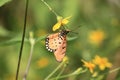 Yellow butterfly at flower garden morning