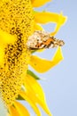 Yellow butterfly on a flower sunflower