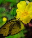 Yellow butterfly on a yellow flower. Royalty Free Stock Photo