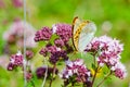 Yellow butterfly on a flowering valerian shrub Royalty Free Stock Photo