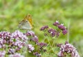 Yellow butterfly on a flowering valerian shrub Royalty Free Stock Photo