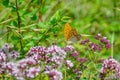 Yellow butterfly on a flowering valerian shrub Royalty Free Stock Photo