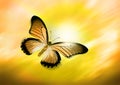 Yellow Butterfly Flying Royalty Free Stock Photo