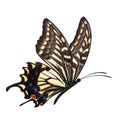 Yellow butterfly flying Royalty Free Stock Photo