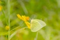 Yellow butterfly flying and collecting nectar on yellow cosmos f Royalty Free Stock Photo
