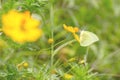 Yellow butterfly flying and collecting nectar on yellow cosmos f Royalty Free Stock Photo