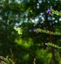 Yellow butterfly flying Royalty Free Stock Photo