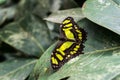 Yellow butterfly in the forest of Costa Rica