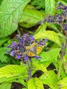 Yellow butterfly in the fuerst pueckler park in bad muskau Royalty Free Stock Photo