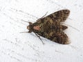 Yellow Butterfly hostel sitting on a green leaf laying eggs amid nature. Royalty Free Stock Photo