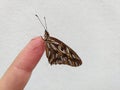 Yellow Butterfly hostel sitting on a green leaf laying eggs amid nature. Royalty Free Stock Photo