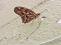 Yellow Butterfly hostel sitting on a green leaf laying eggs amid nature. Royalty Free Stock Photo