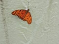 Yellow Butterfly hostel sitting on a green leaf laying eggs amid nature. Royalty Free Stock Photo