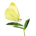 Yellow butterfly on the leaf Royalty Free Stock Photo