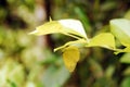 Yellow butterfly on leaves at Habitat Butterflies Conservation Center in Bohol, Philippines