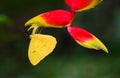 Yellow butterfly macro close-up sitting upside down on the hanging tropical flower Heliconia Heliconia pendula against green