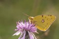 Yellow butterfly macro detail Royalty Free Stock Photo