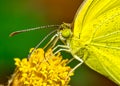 Yellow butterfly. Macro photo of a yellow butterfly of the species Pyrisitia nise on a flower in the garden Royalty Free Stock Photo