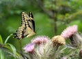 Yellow Butterfly Royalty Free Stock Photo