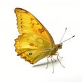 Yellow butterfly melitaea persea on a white isolated background. Generation of AI