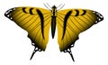 Yellow butterfly with ornate wings. Realistic flying moth