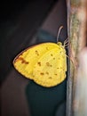 yellow butterfly perched on a banana tree trunk Royalty Free Stock Photo