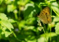 Butterfly perched a flower on green nature background Royalty Free Stock Photo