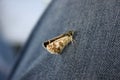 yellow butterfly perched on jeans Royalty Free Stock Photo