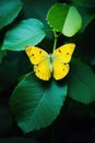 Yellow butterfly perched on leaf, created using generative ai technology Royalty Free Stock Photo