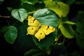 Yellow butterfly perched on leaf, created using generative ai technology Royalty Free Stock Photo