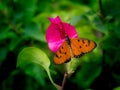 Yellow Butterfly Perched on Pink Flower Royalty Free Stock Photo