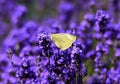 Yellow butterfly Pieris rapae on lavender flowers Royalty Free Stock Photo