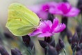 Yellow brimstone butterfly collecting nectar on - pink carnation - dianthus flower Royalty Free Stock Photo