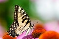 Yellow Butterfly on Pink Flower