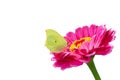 Yellow butterfly on a pink flower isolated on a white Royalty Free Stock Photo