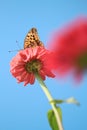 Yellow butterfly on pink flower Royalty Free Stock Photo