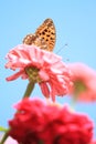 Yellow butterfly on pink flower Royalty Free Stock Photo