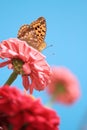 Yellow butterfly on pink flower Royalty Free Stock Photo