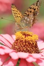 Yellow butterfly on pink flower Royalty Free Stock Photo