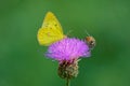 Yellow butterfly and pink flower Royalty Free Stock Photo