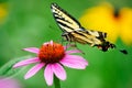 Yellow butterfly on purple coneflower Royalty Free Stock Photo